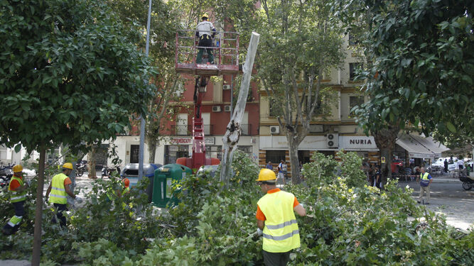Operarios de las empresas adjudicatarias cortan los árboles  de la avenida de Cádiz.
