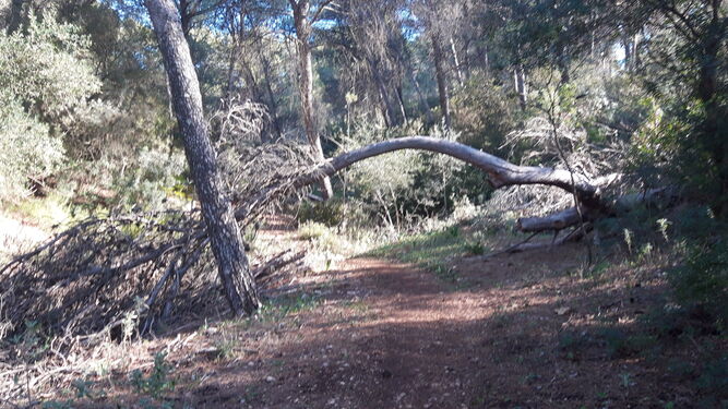 Nos encontraremos varios pinos derribados.